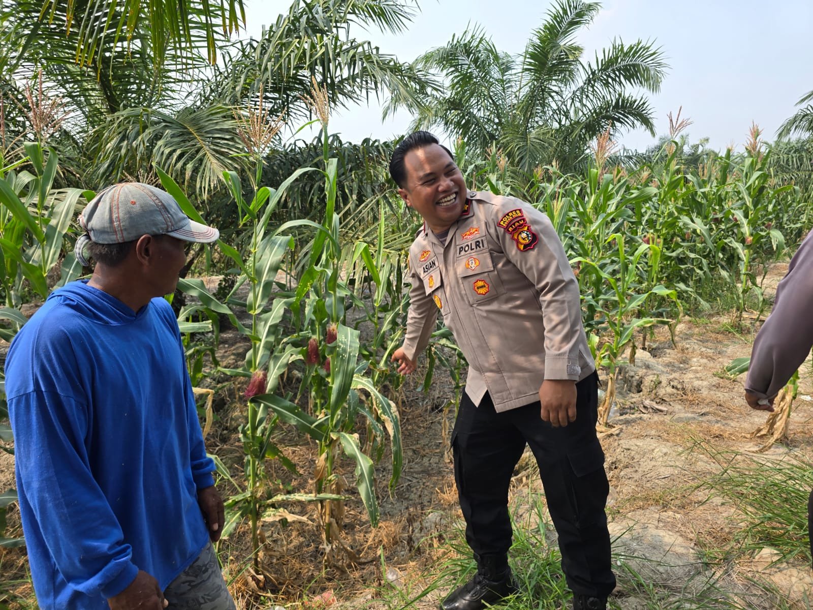 Dukung Ketahanan Pangan, Kapolsek Bangko Tinjau Langsung Pertumbuhan Jagung di Pekaitan