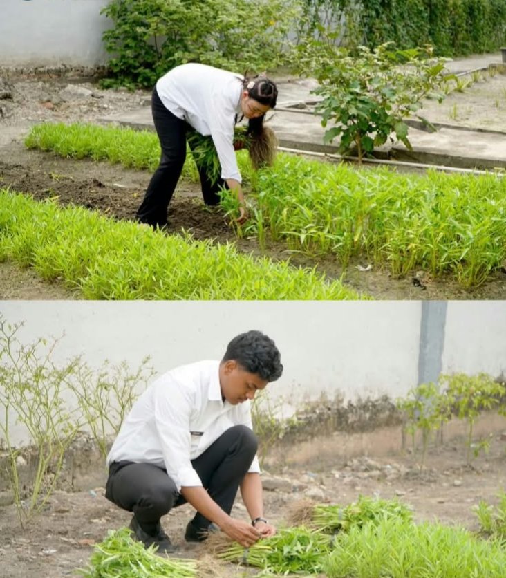 Perkuat Ketahanan Pangan, Rutan Dumai Kembali Panen Sayur Kangkung