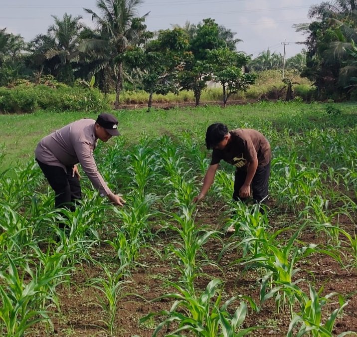 Kapolsek Ujung Batu Tinjau Pertumbuhan Jagung di Sukadamai, Dukung Ketahanan Pangan Nasional