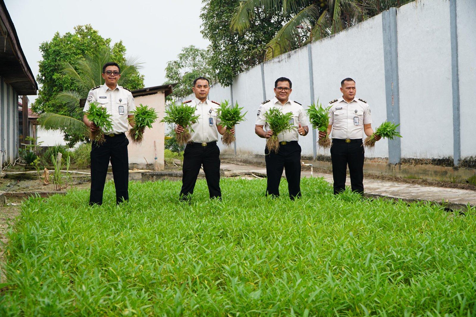 Perkuat Ketahanan Pangan, Rutan Dumai Kembali Panen Sayur Pakcoy dan Kangkung