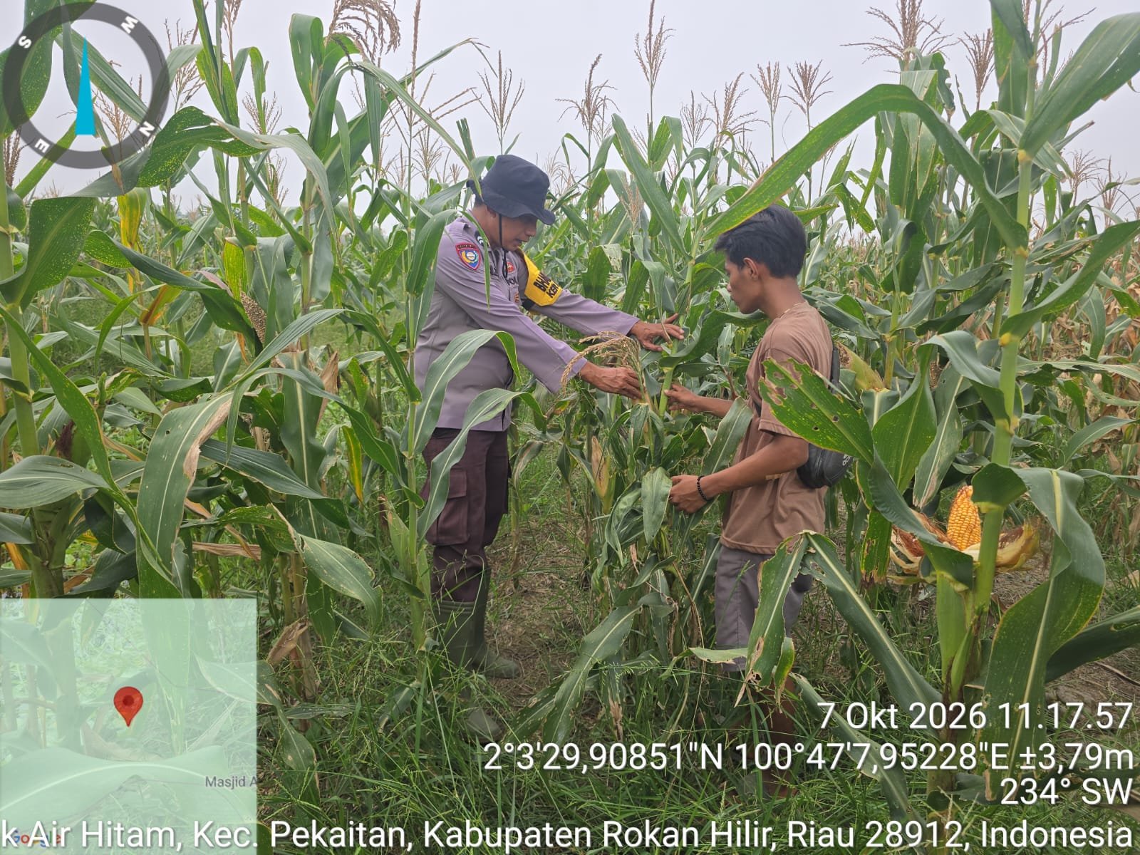 Dukung Ketahanan Pangan, Bhabinkamtibmas Polsek Bangko Turun Langsung Cek perkembangan Jagung