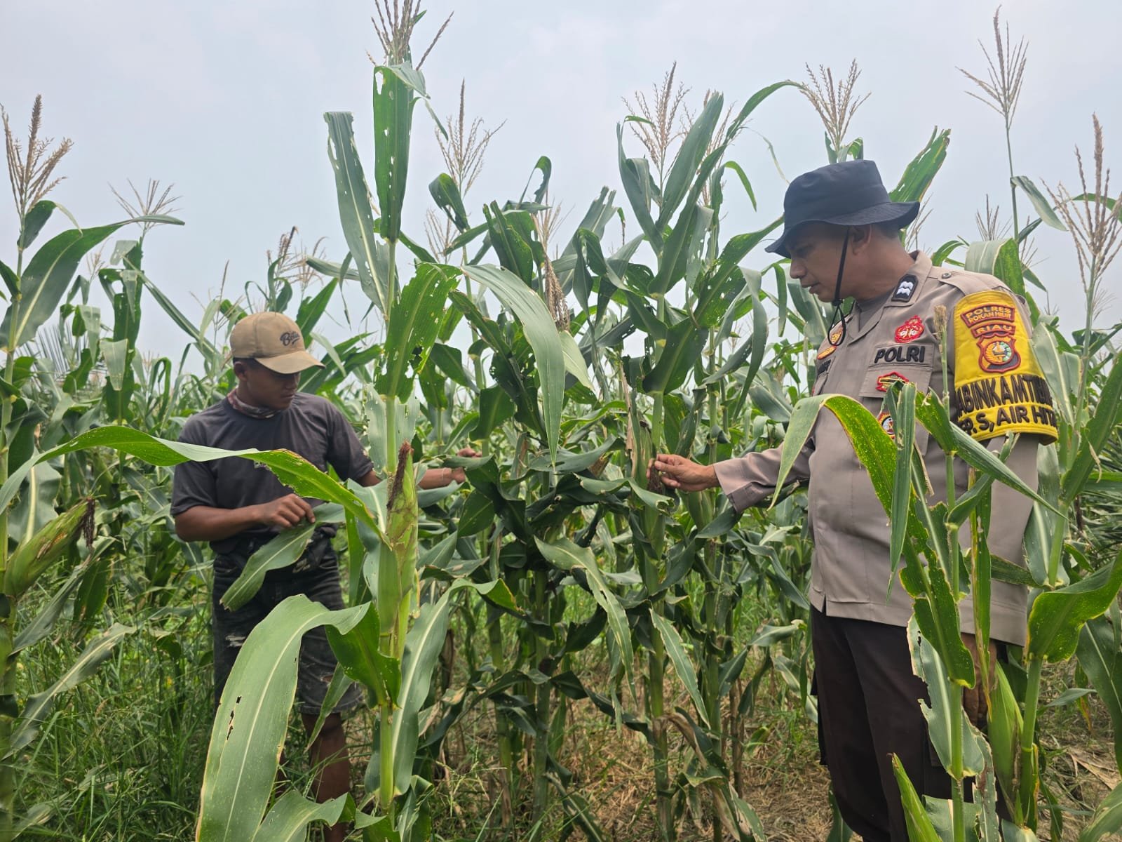 Bhabinkamtibmas Pantau Lahan Jagung di Pekaitan, Pertumbuhan Tanaman Dinilai Positif