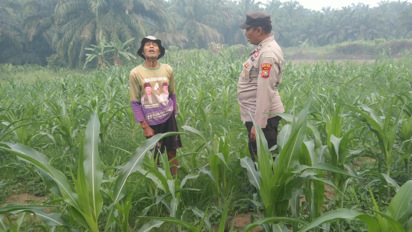 Dukung Ketahanan Pangan, Polsek Ujung Batu Pantau Pertumbuhan Jagung di Desa Sukadamai