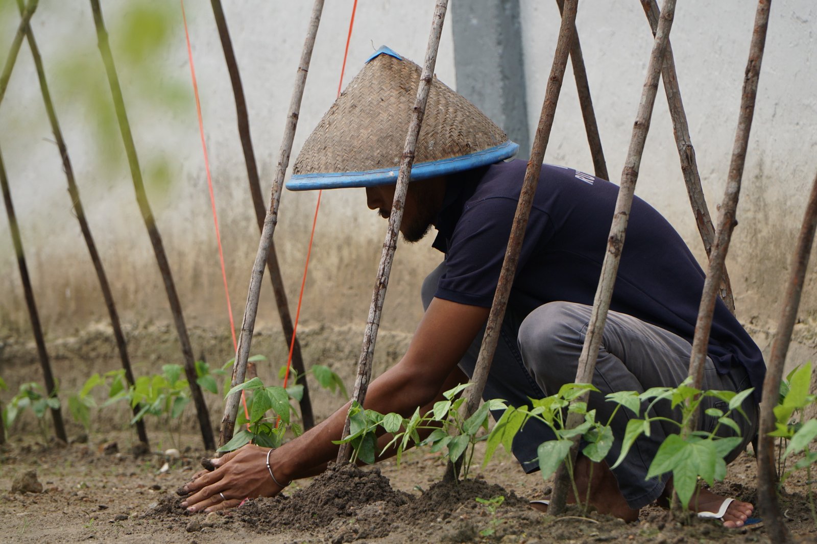 Konsisten Dukung Ketahanan Pangan, Lahan SAE Rutan Dumai Kembali Ditanami Kacang Panjang