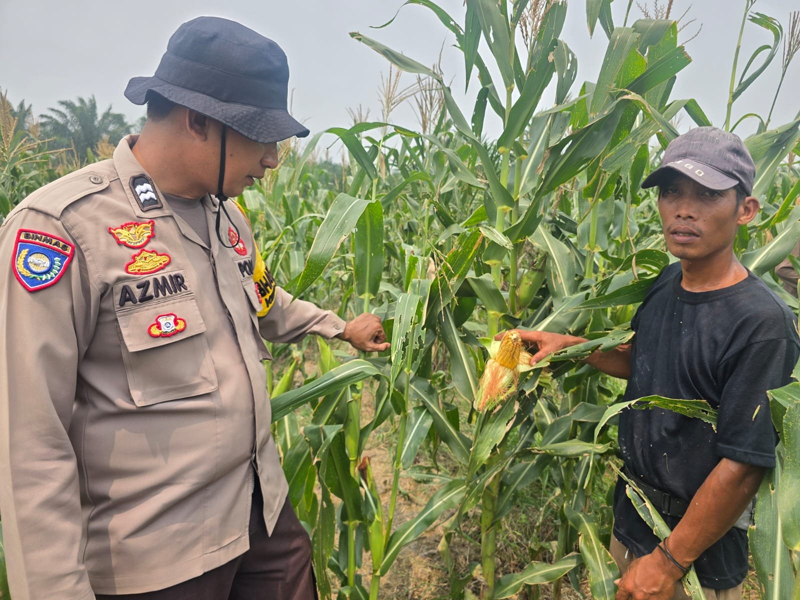 Ketahanan Pangan Terus Bergerak, Bhabinkamtibmas Cek Langsung Kondisi Lahan Jagung